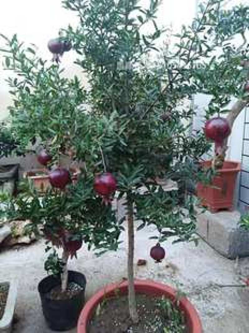 突尼斯软籽，红如意，紫玉，无籽水晶，花石榴