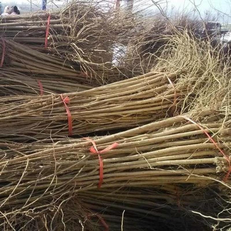 突尼斯软籽，红如意，紫玉，无籽水晶，花石榴