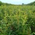 突尼斯软籽，红如意，紫玉，无籽水晶，花石榴
