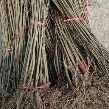 突尼斯软籽，红如意，紫玉，无籽水晶，花石榴