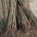 突尼斯软籽，红如意，紫玉，无籽水晶，花石榴
