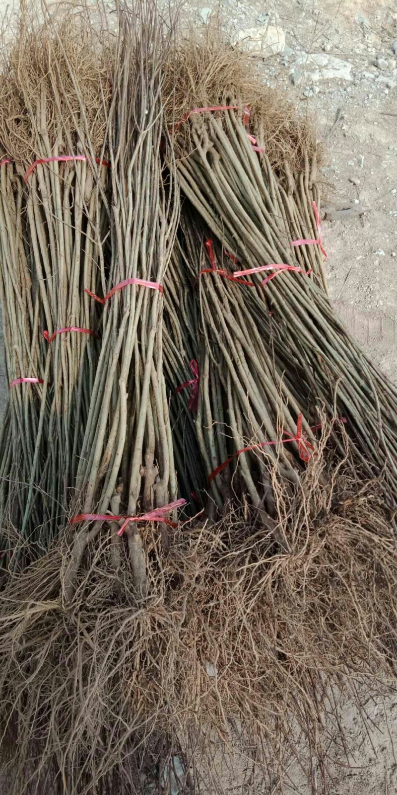 突尼斯软籽，红如意，紫玉，无籽水晶，花石榴