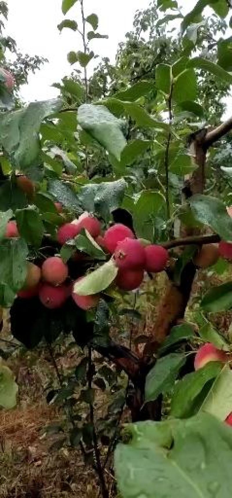东北小沙果k9小苹果产地直销大量供应