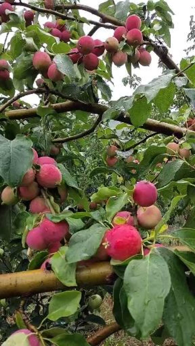 东北小沙果k9小苹果产地直销大量供应