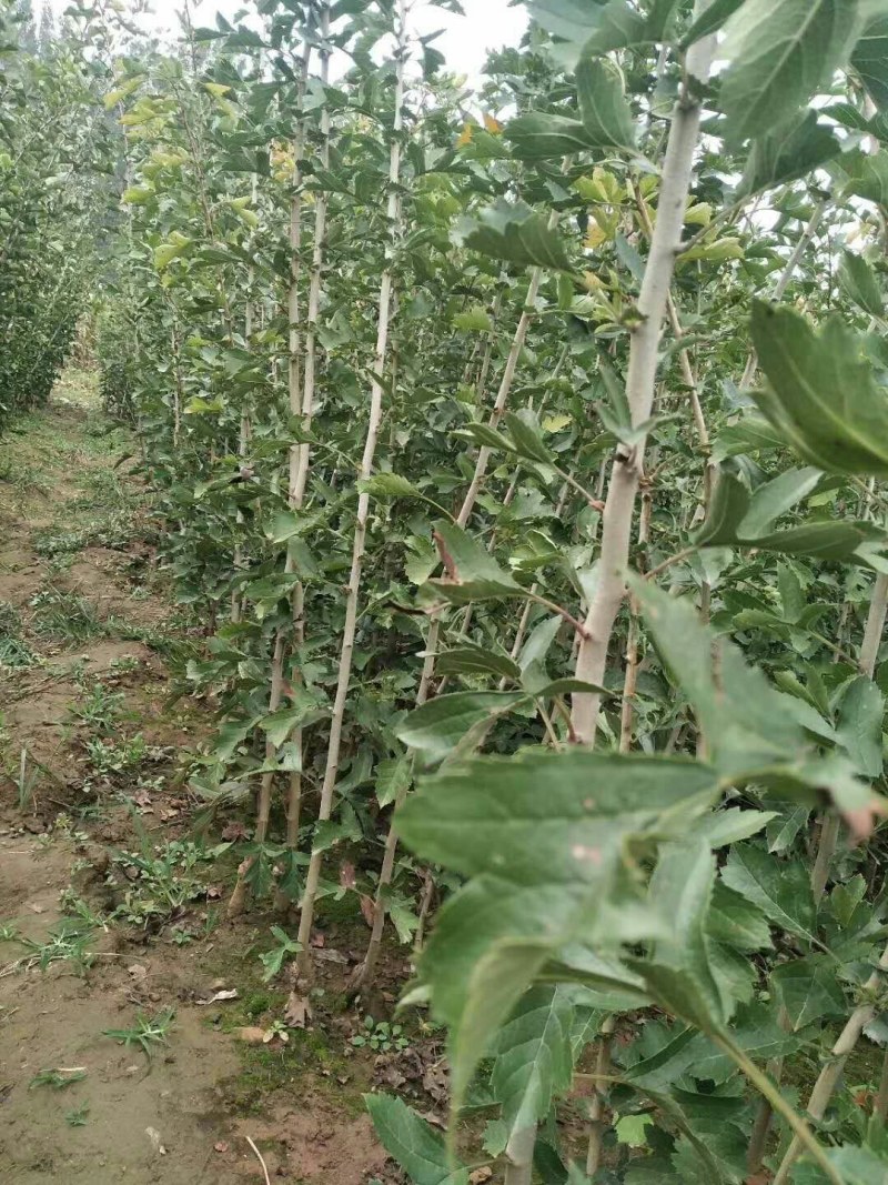黄山楂，软籽山楂，红如意，巨型山楂，大五菱
