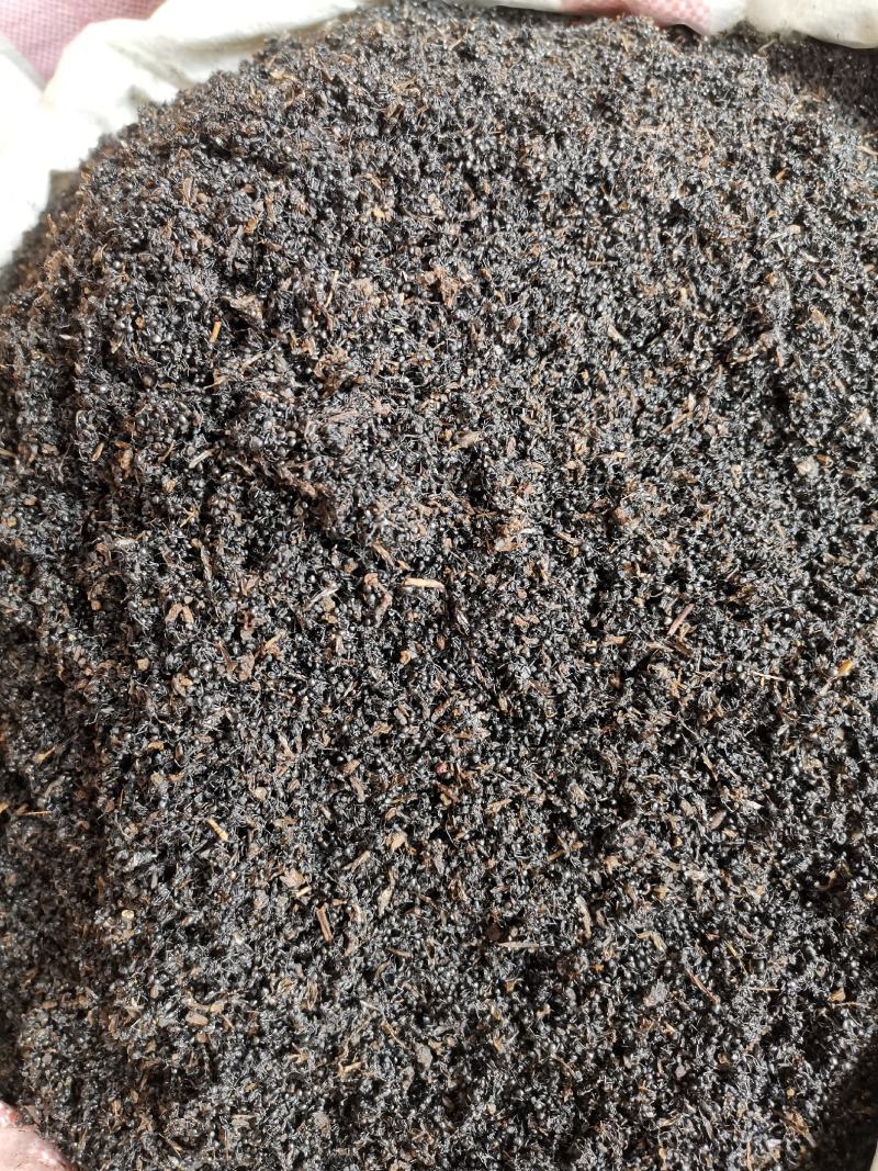 黑蚂蚁泡酒料黑蚂蚁散装批发产地直销规格齐全