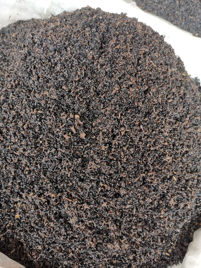 黑蚂蚁泡酒料黑蚂蚁散装批发产地直销规格齐全