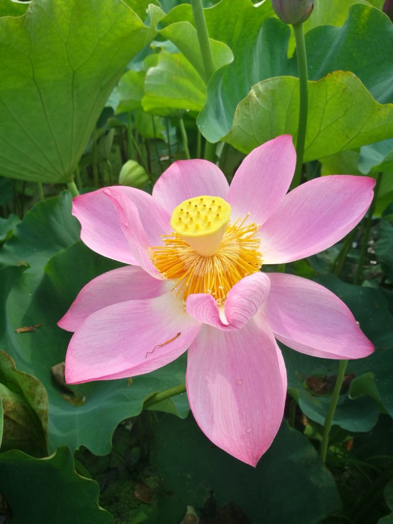 全国一件代发新鲜莲蓬现摘湖北莲蓬冰袋保鲜袋发货