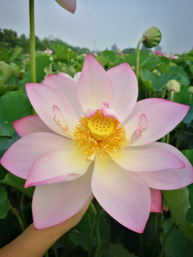 全国一件代发新鲜莲蓬现摘湖北莲蓬冰袋保鲜袋发货