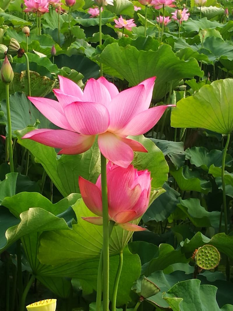全国一件代发新鲜莲蓬现摘湖北莲蓬冰袋保鲜袋发货