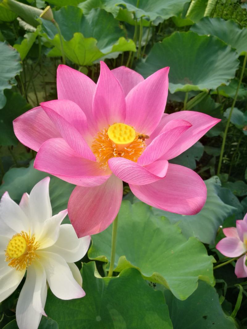 全国一件代发新鲜莲蓬现摘湖北莲蓬冰袋保鲜袋发货