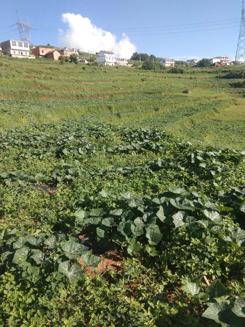 精品香芋，南瓜。莲花白。自产自销，高海拔，种植。质量好