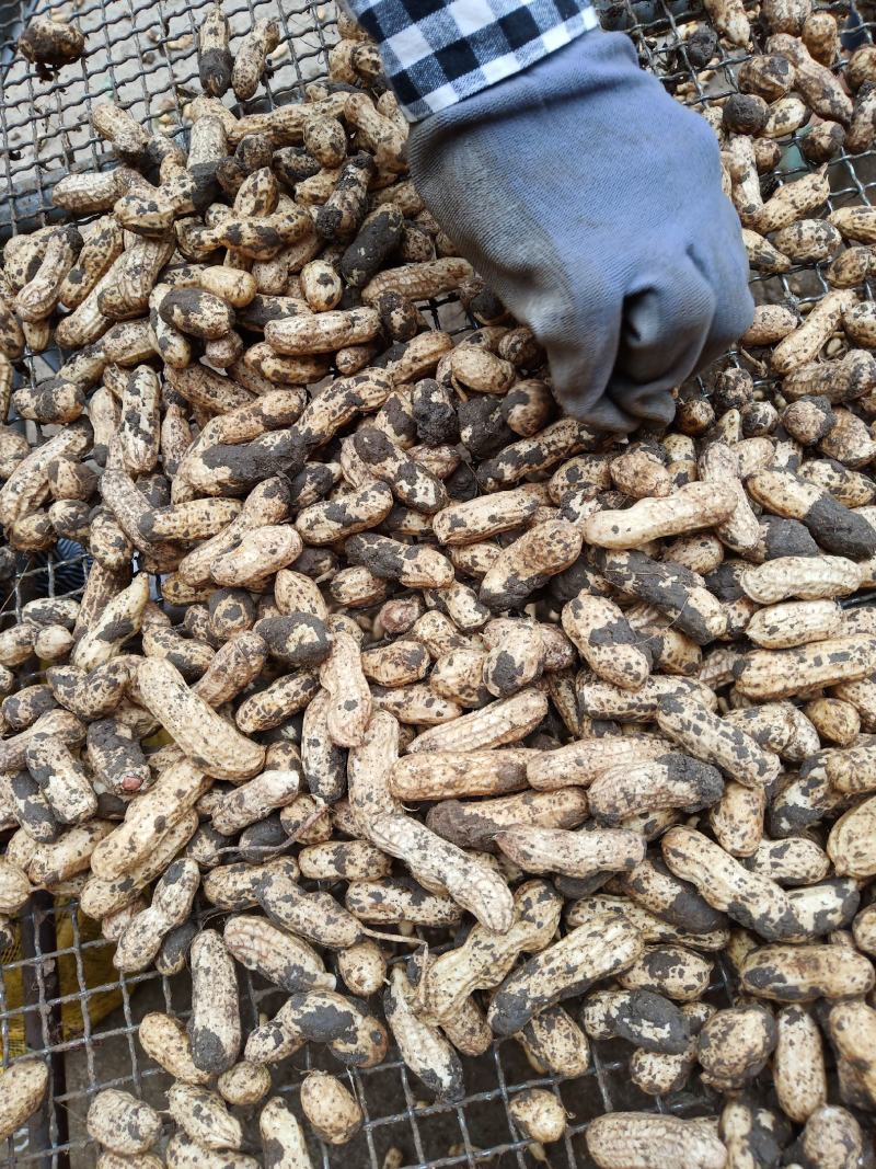 江苏徐州精品四粒红花生需要联系，货源充足