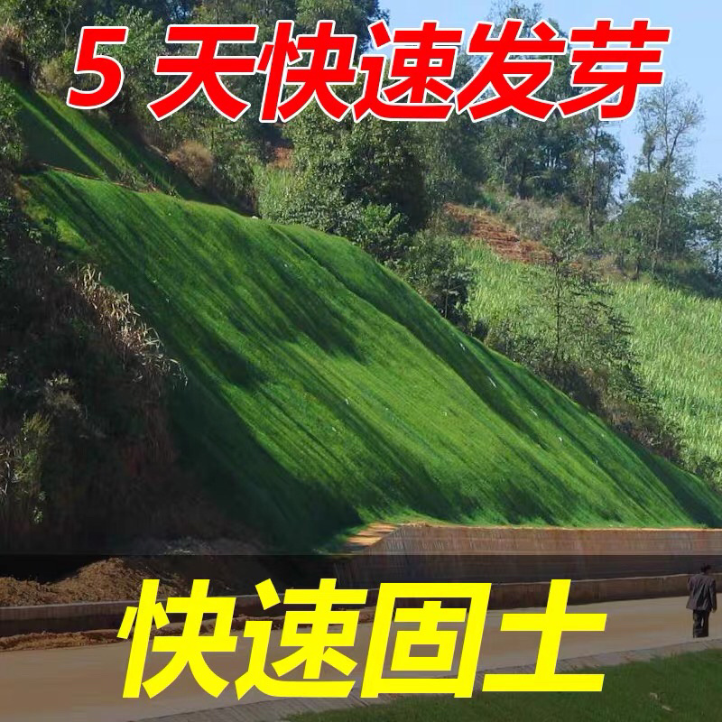 高羊茅种子耐寒性、耐热性