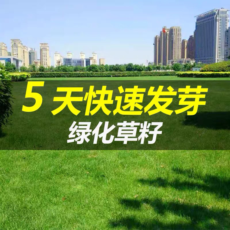 高羊茅种子耐寒性、耐热性