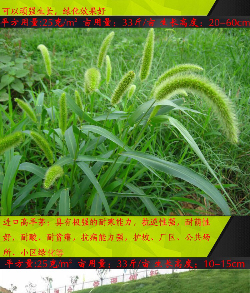 高羊茅种子耐寒性、耐热性