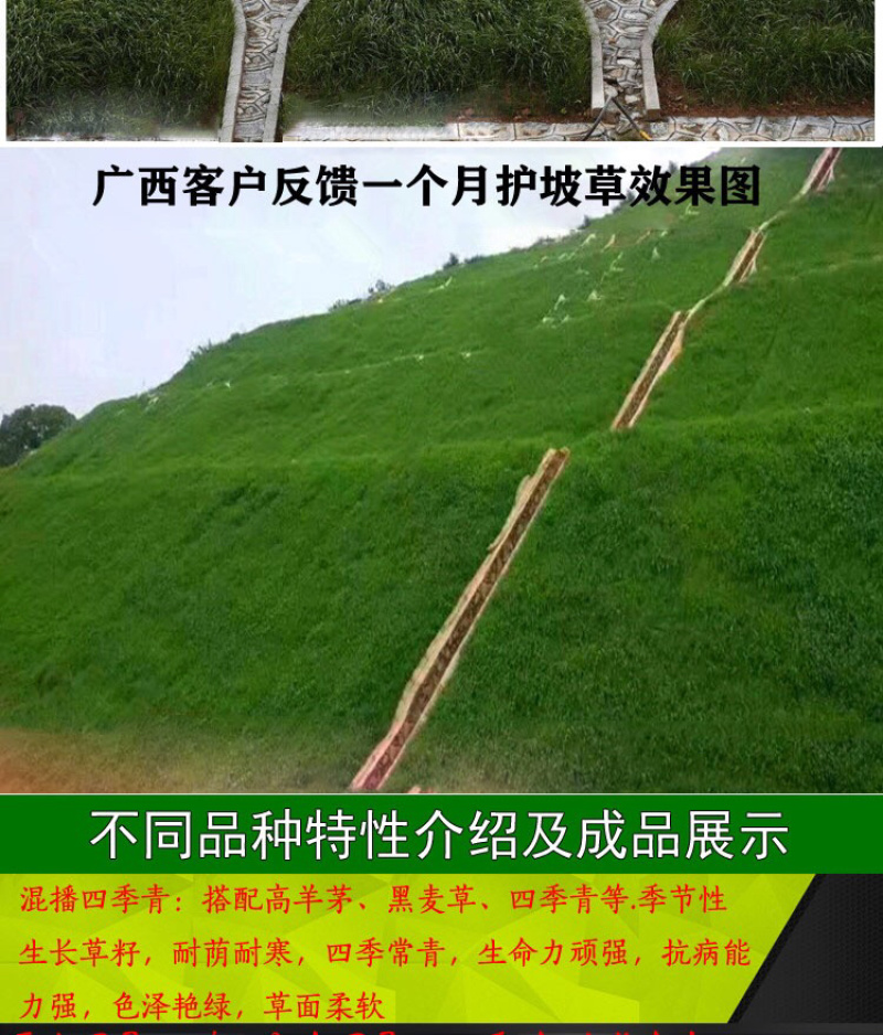 高羊茅种子耐寒性、耐热性