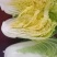河北黄心白菜精品大白菜，品质优良，供各大超市市场