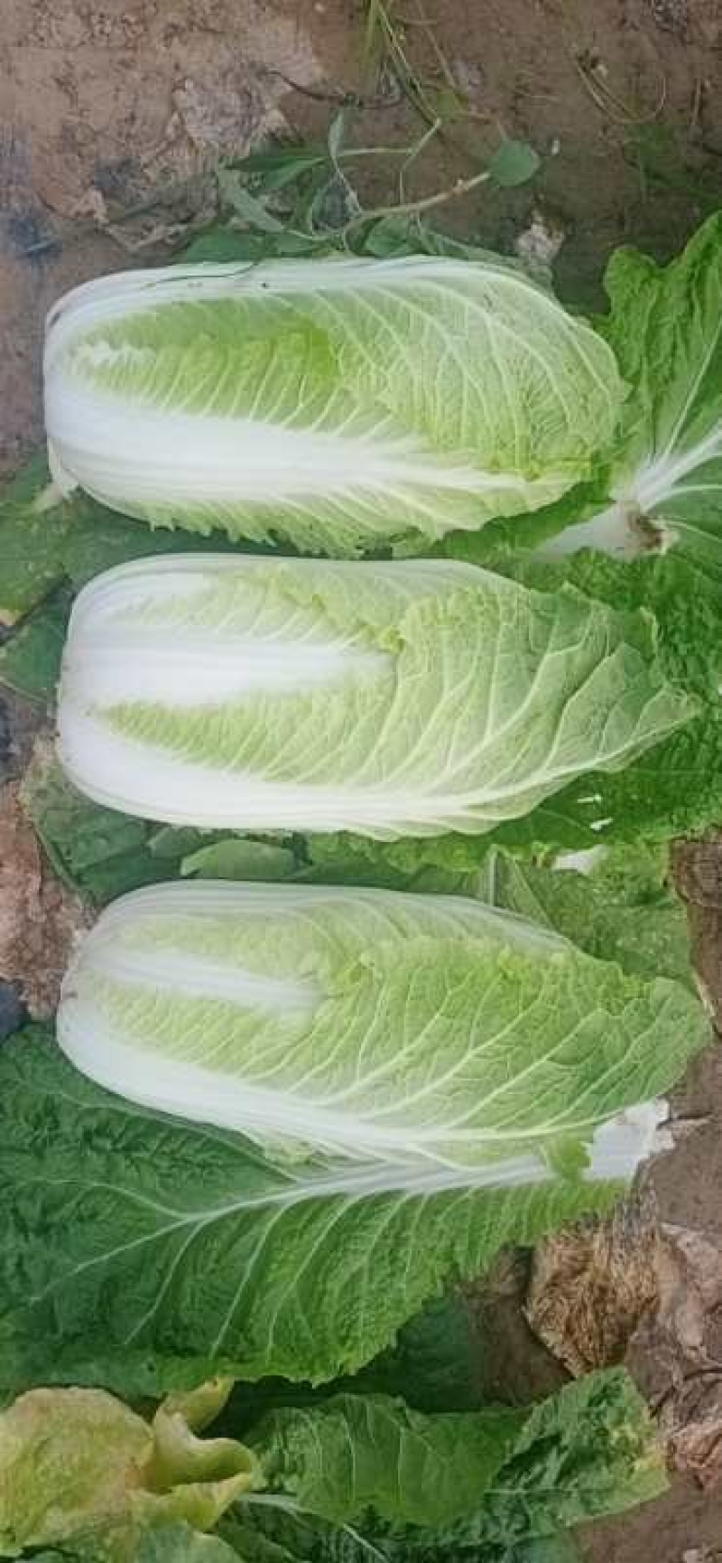 河北黄心白菜精品大白菜，品质优良，供各大超市市场
