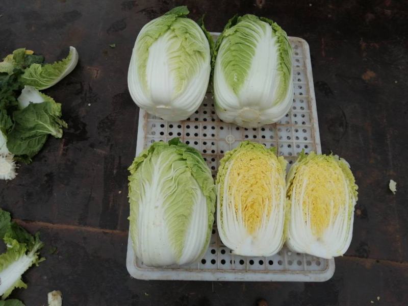 河北黄心白菜精品大白菜，品质优良，供各大超市市场