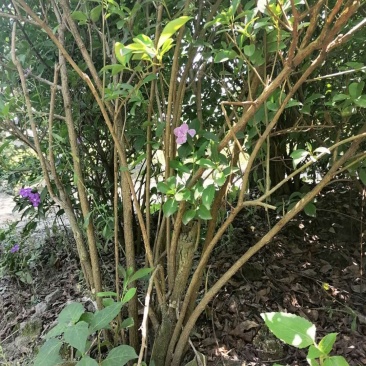 成都丛生双色茉莉，高度80-120。