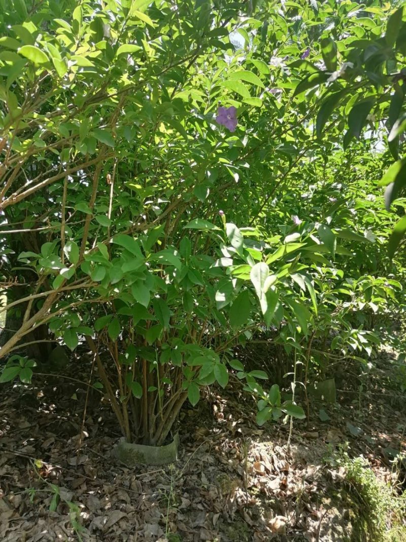 成都丛生双色茉莉，高度80-120。