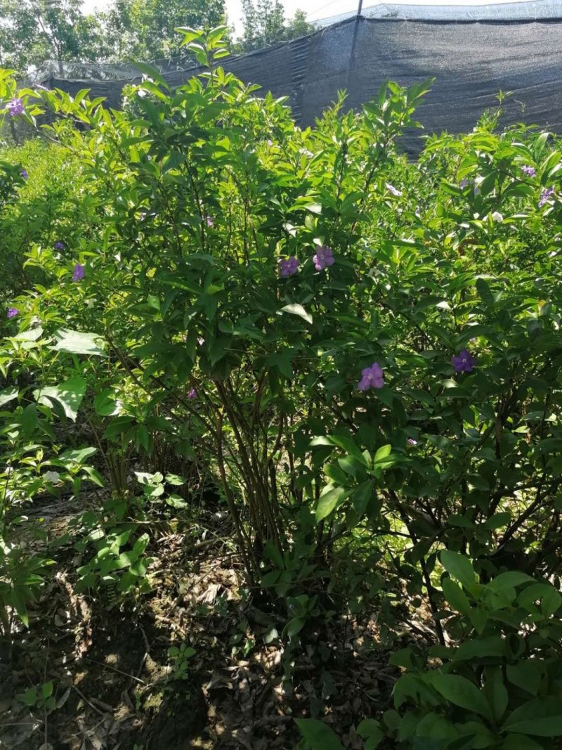 成都丛生双色茉莉，高度80-120。