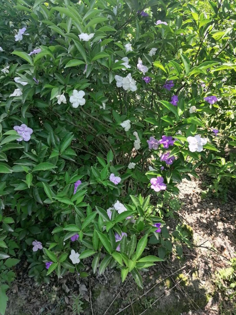 成都丛生双色茉莉，高度80-120。