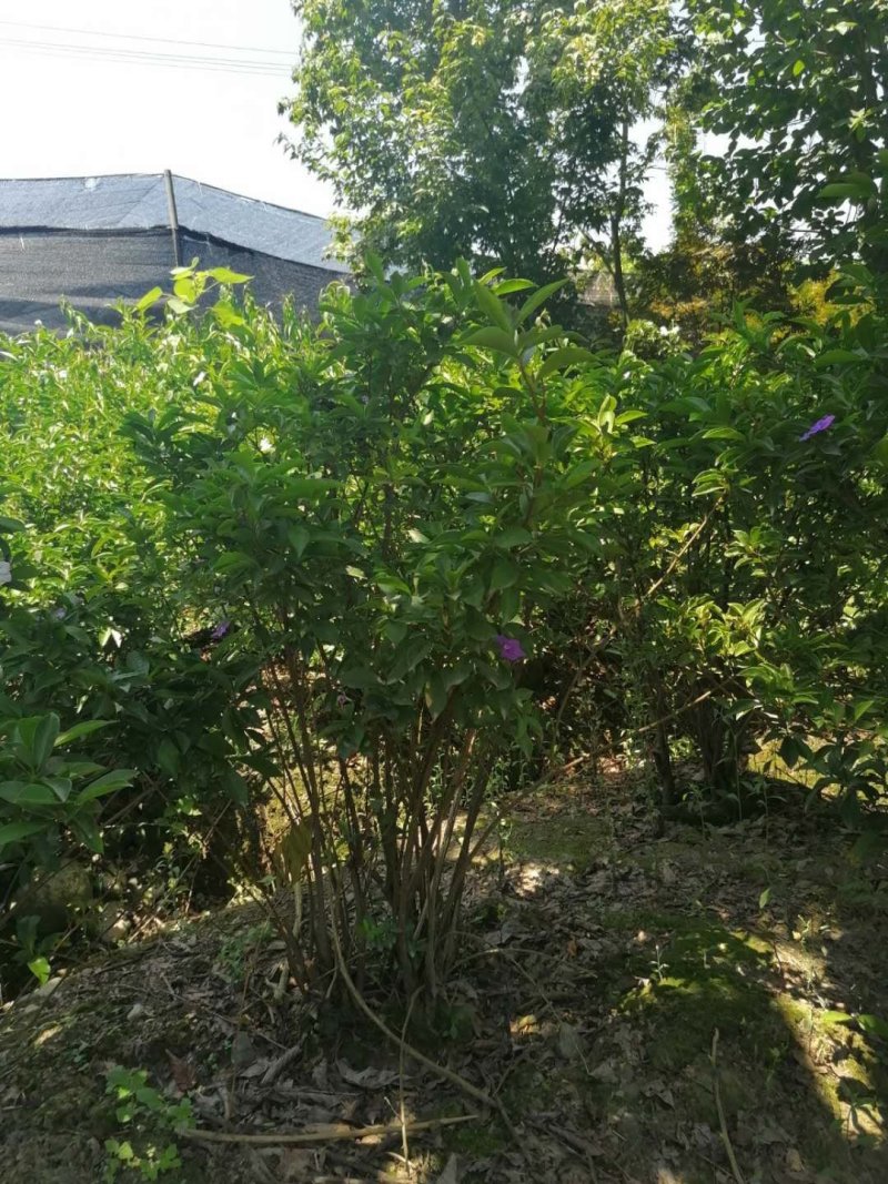 成都丛生双色茉莉，高度80-120。