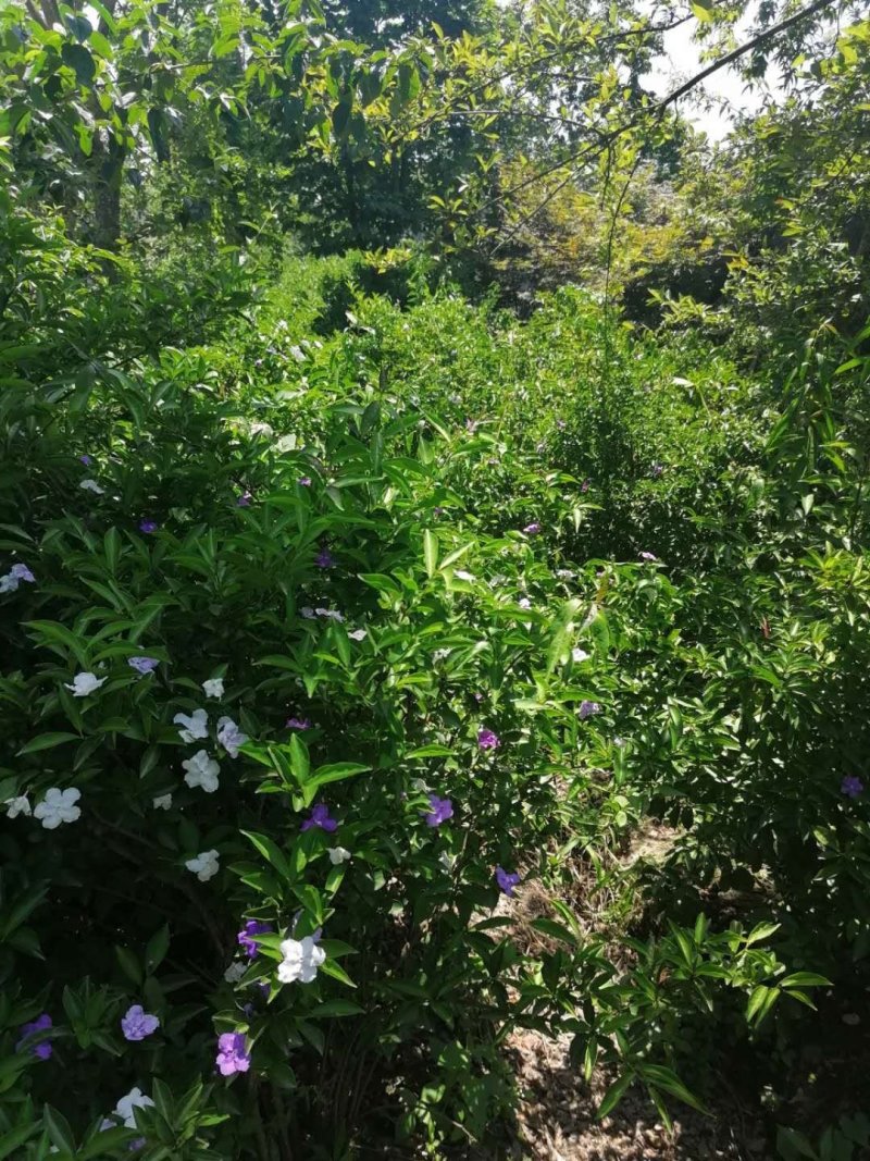 成都丛生双色茉莉，高度80-120。