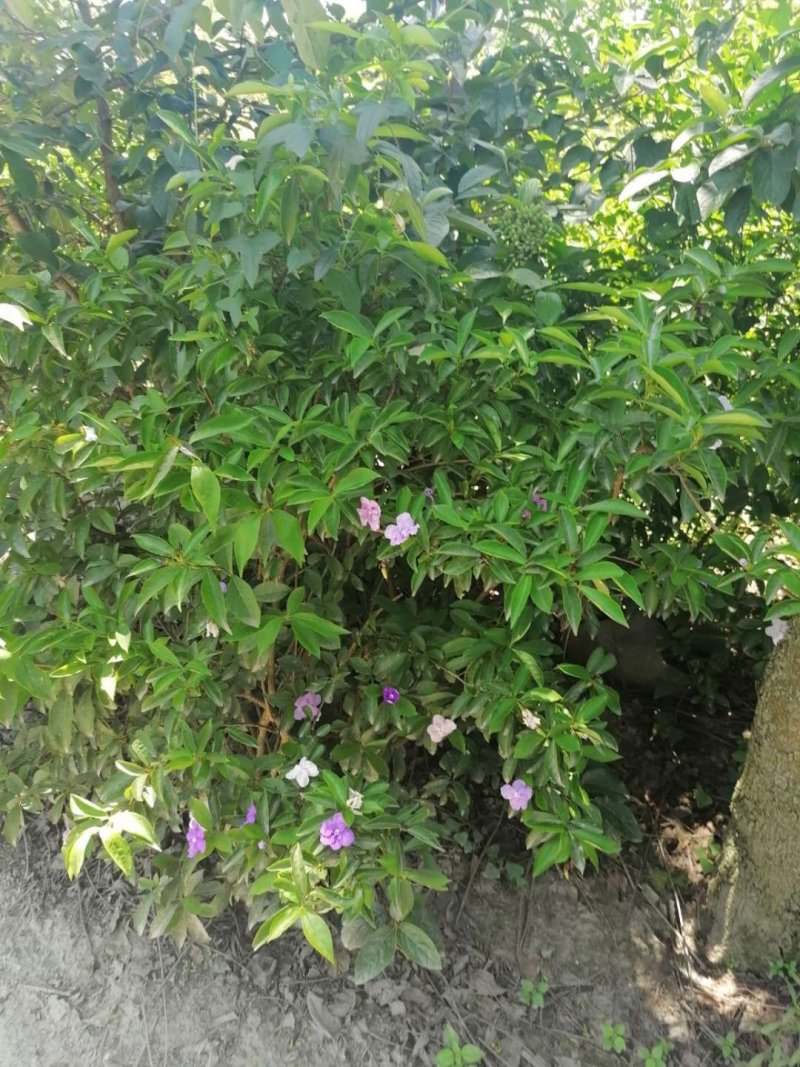 成都丛生双色茉莉，高度80-120。