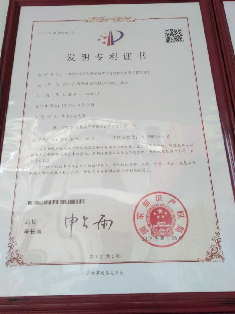 黄骨鱼苗3-5公分，优等培育成活率高，包技术指导