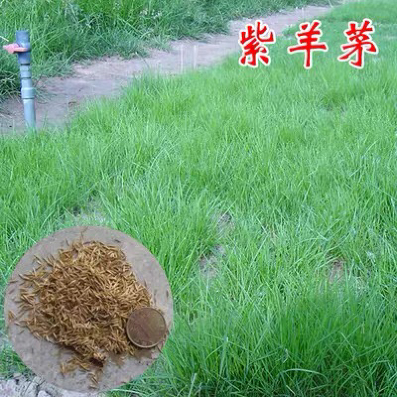 紫羊茅种子抗旱、抗旱、耐瘠薄