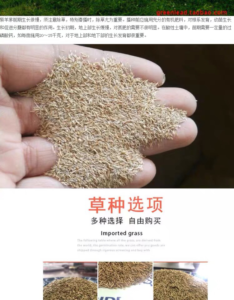 紫羊茅种子抗旱、抗旱、耐瘠薄