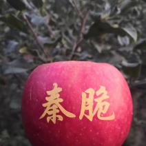 【栽新品种苹果苗】秦脆苹果苗苹果苗新品种阳历9月底成熟的