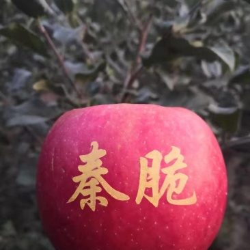【栽新品种苹果苗】秦脆苹果苗苹果苗新品种阳历9月底成熟的