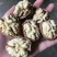 高山老树核桃