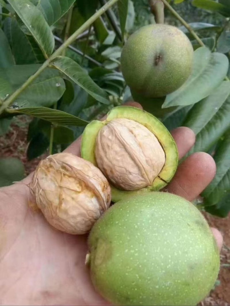 高山老树核桃