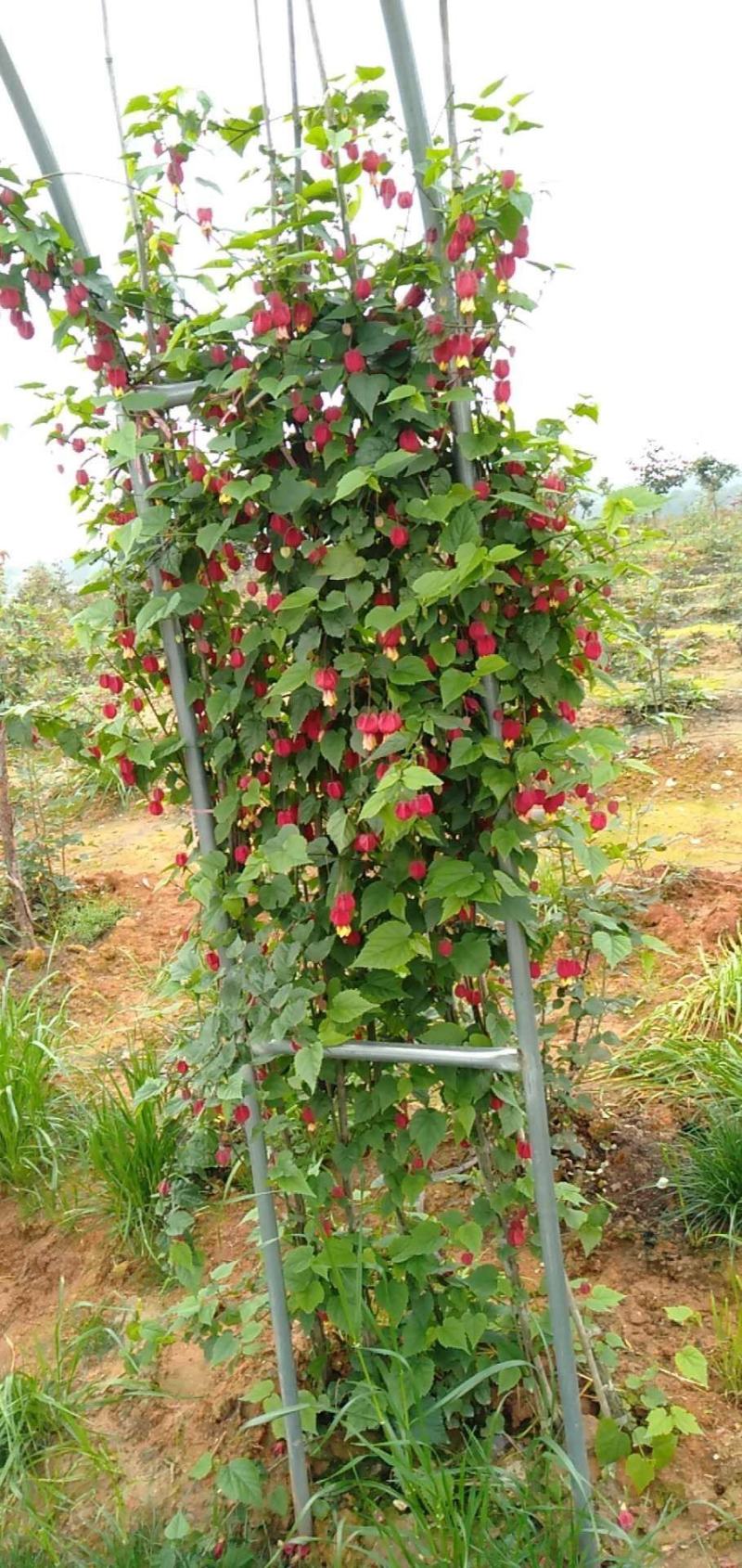 灯笼花基地灯笼花1米高灯笼花2米长蔓性风铃花，基地