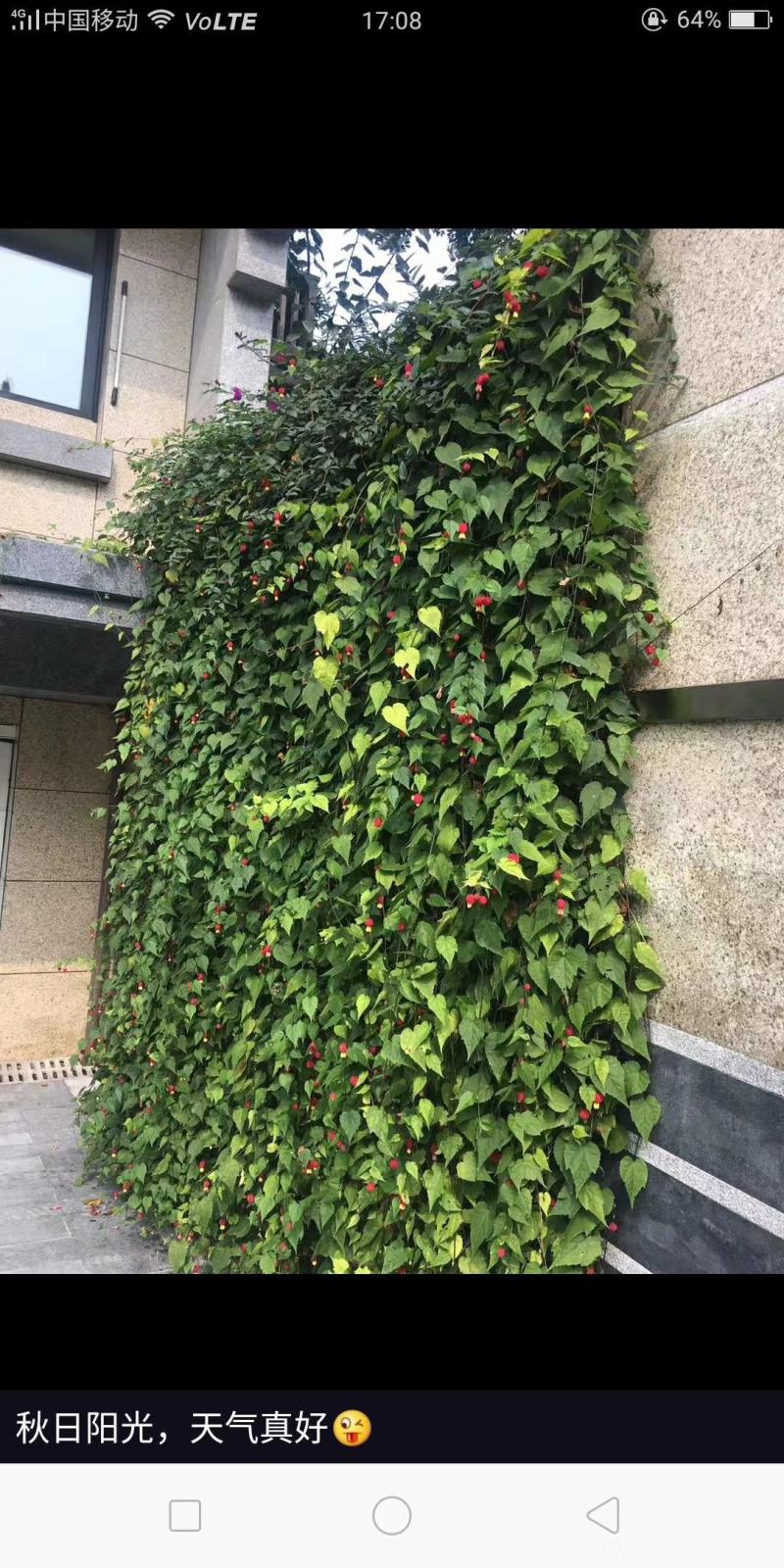 灯笼花基地灯笼花1米高灯笼花2米长蔓性风铃花，基地