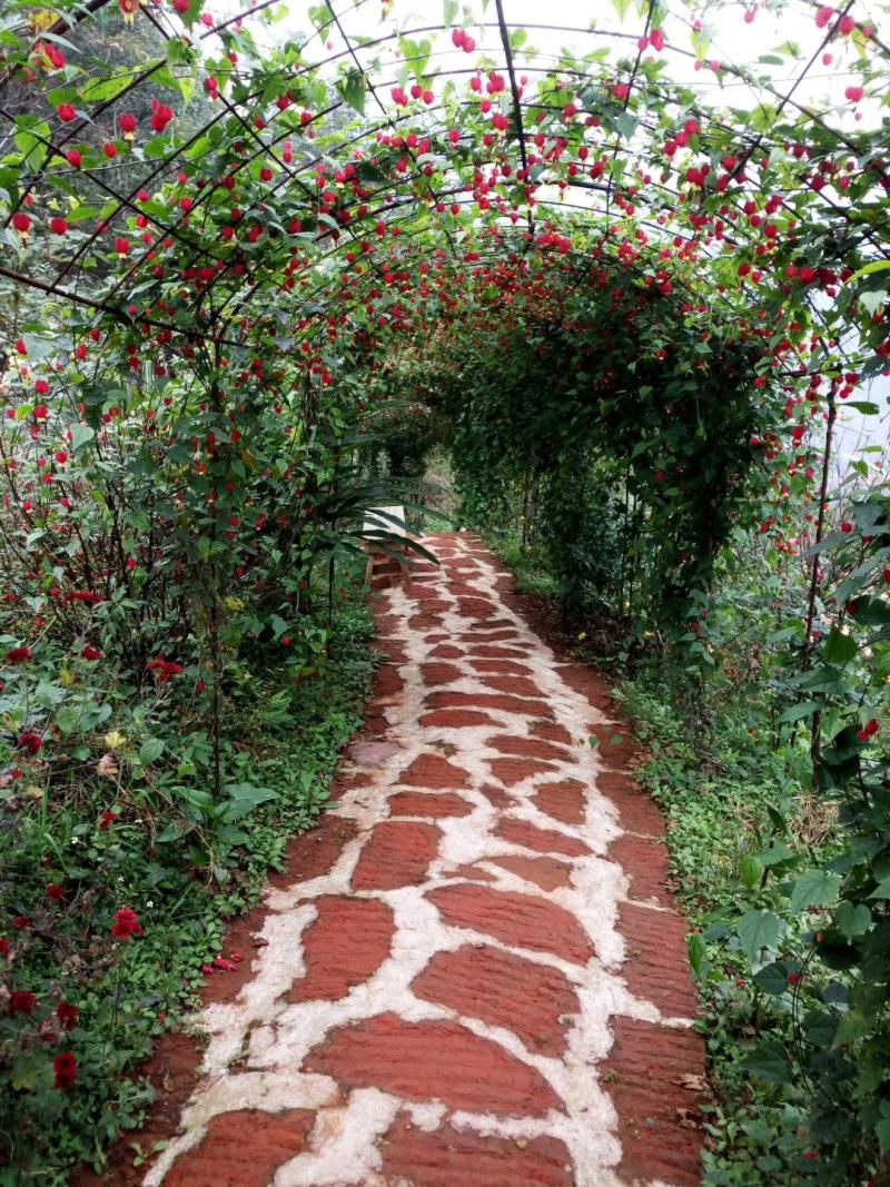 灯笼花基地灯笼花1米高灯笼花2米长蔓性风铃花，基地