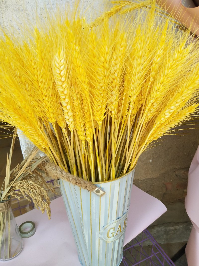 麦穗干花厂家常年供应直发批发各类彩色花卉，量大从优！