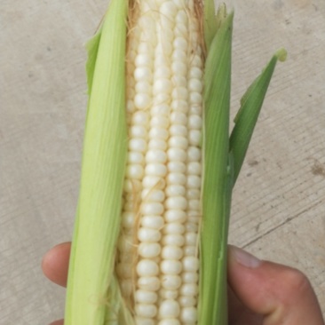 鲜玉米