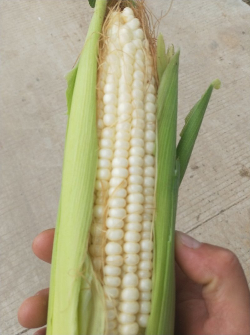 鲜玉米