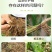 根管家有机肥护根养根防虫防病防腐促苗壮秧。
