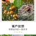 根管家有机肥护根养根防虫防病防腐促苗壮秧。