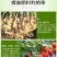 根管家有机肥护根养根防虫防病防腐促苗壮秧。