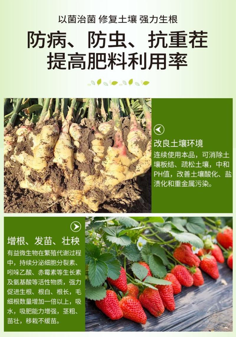 根管家有机肥护根养根防虫防病防腐促苗壮秧。