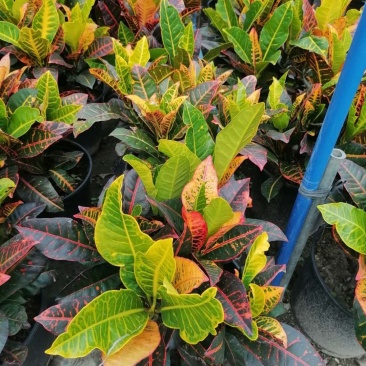 变叶木加仑杯花镜观叶植物便叶木成都货源量大从优