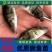 精品鳜鱼苗货量稳定鱼塘直供，可视频验货看货